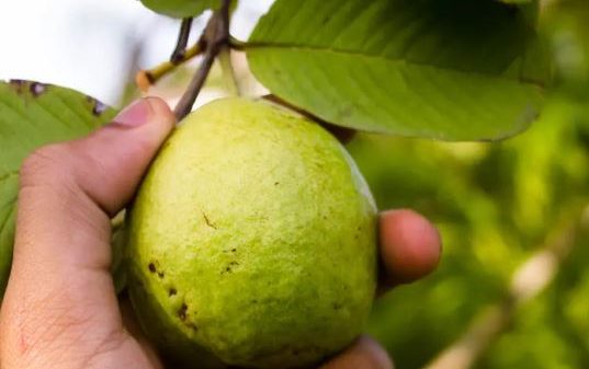 ডায়াবেটিস নিয়ন্ত্রণে পেয়ারা কতটা উপকারী?/How beneficial is guava in controlling diabetes?