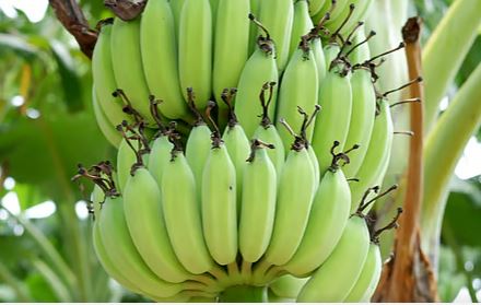 কাঁচকলার যত উপকারিতা/The benefits of raw bananas