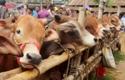 স্ত্রীর দেনমোহর বাকি থাকলে কি কোরবানি দেওয়া যাবে/Can a sacrifice be made if the wife's dower is still due?