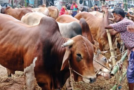 কোরবানি না দিয়ে আকিকা করা যাবে?Can Aqiqah be performed without sacrificing a sacrifice?